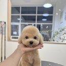 댕스베리 이미지