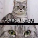 쯔유집 이미지