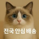 온리캣 이미지