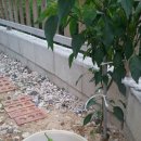 뒤뜰농장 이미지