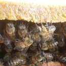 2월의 꿀벌관리(1) 첫 속살피기와 벌집 줄이기 이미지