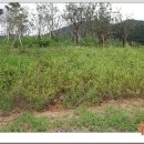 내장산문화광장 이미지