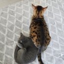 율하 다나동물병원 이미지