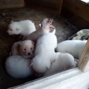 순심PC 네이버블로그