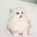 이안캐터리