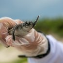 거북이 카카오 검색결과