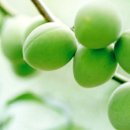 매실(梅實) : 매화나무의 열매 이미지