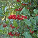 홀리호랑 이미지