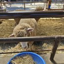 양평양떼목장 이미지