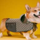 PET.꾸밈 이미지