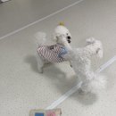 청주 애견유치원 꼬리흔들개Lucky 이미지