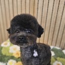 빠몽(PAWMONG) 네이버블로그