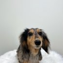 베리펫살롱 이미지