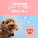 코리아애견미용학원