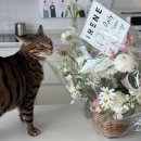 포유플라워 | 김포 인천 강화 백일떡 추천 보다포유 내돈내산 후기 셀프 백일상 준비 (양재꽃시장, 아이린플라워)