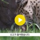 2023.06.26 [자막뉴스] 이번엔 표범? 또 야생동물 신고.. 영주에 대체 무슨 일이.. (MBC뉴스) 이미지