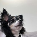 아지발바닥 이미지