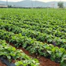 우솔농장 이미지