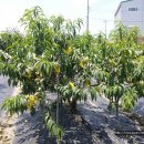 인영농장 이미지