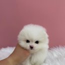 부천강아지분양 멍미 이미지