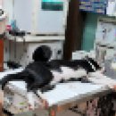 운남동물병원 이미지