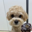 댕꼬미다 이미지