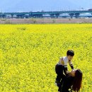 낙동강관리본부 대저생태공원 3 이미지