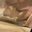 송이종합동물병원 이미지