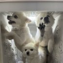 몽시앙 이미지