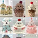 댕스투유 이미지