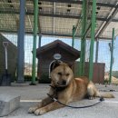 해남군보건소 | [노파 문학관 : 해남] 19일차. 개의 마음