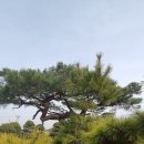 수림조경 이미지