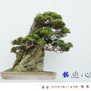 송백 이미지