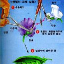 4.생명의 연속성 - 3. 유전의 법칙 - (1) 멘델의 법칙 이미지