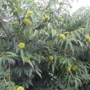 상관농장 이미지