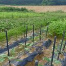 광성농장 이미지