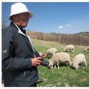 중앙목장 이미지