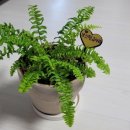 초보 가드너를 위한 여름 식물 인테리어 이미지