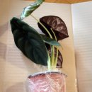 백화화원 이미지