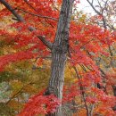 대전성소동단풍숲과 장태산휴양림의 단풍 이미지