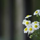 꽃이야기 이미지