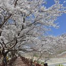 블루25 진성점 이미지