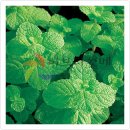 애플민트 이미지