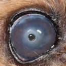 다산아이동물병원 이미지