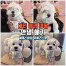 신갈마로 | 대전애견미용 갈마동 안녕,애기 | 저렴했던 반려견 미용 목욕 후기