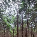 주작산자연휴양림 이미지