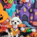 콩이 애견샵 이미지