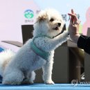 반려견 이미지