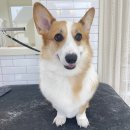 림앤도기살롱 이미지