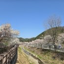 벚꽃길(에덴) 주유소 이미지